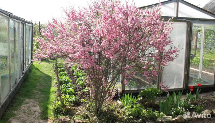 Саженцы кустарника миндаль