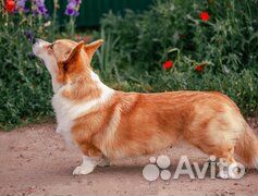 Щенок вельш-корги пемброк