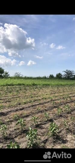 Рабочие открытого грунта