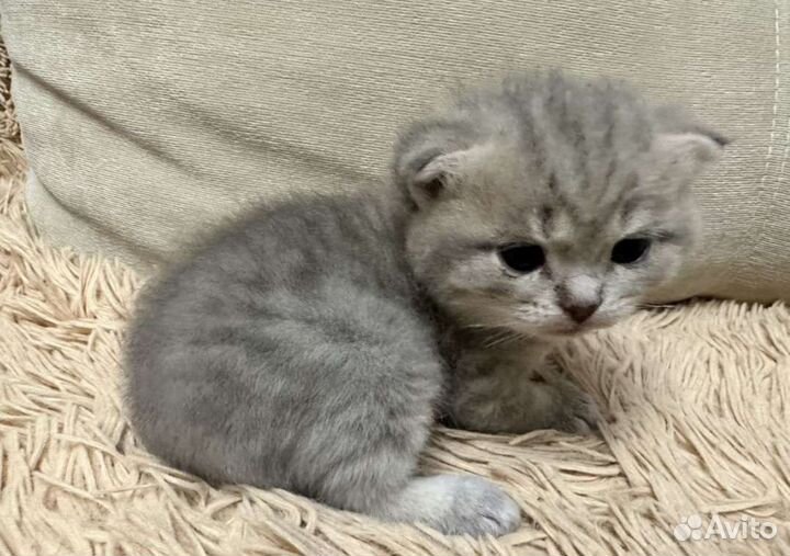 Шотландская вислоухая кошка серая