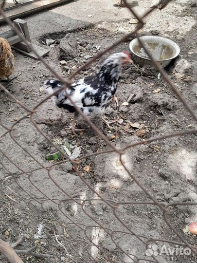 Петушки австролорп черно- пестрый(мраморный)