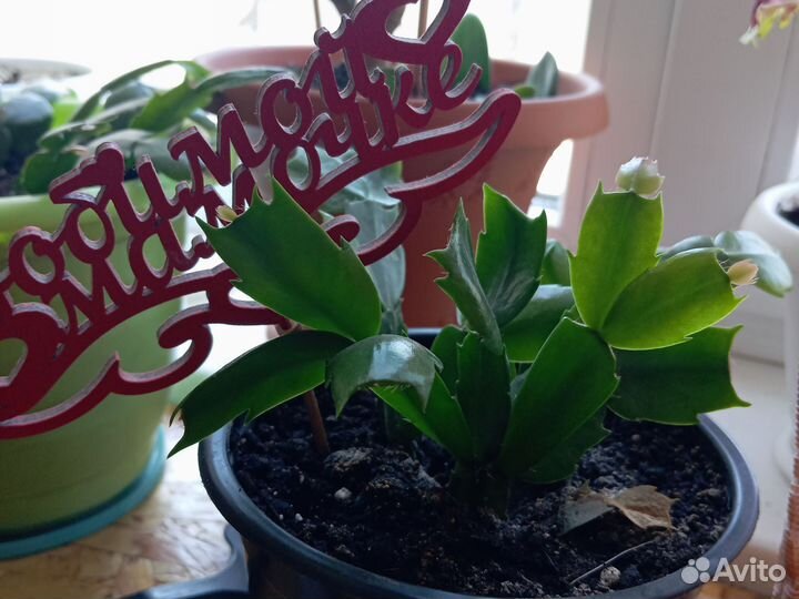 Комнатные цветы, разные