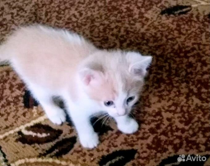 Котята даром