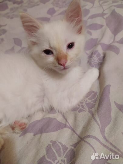 Курильский бобтейл