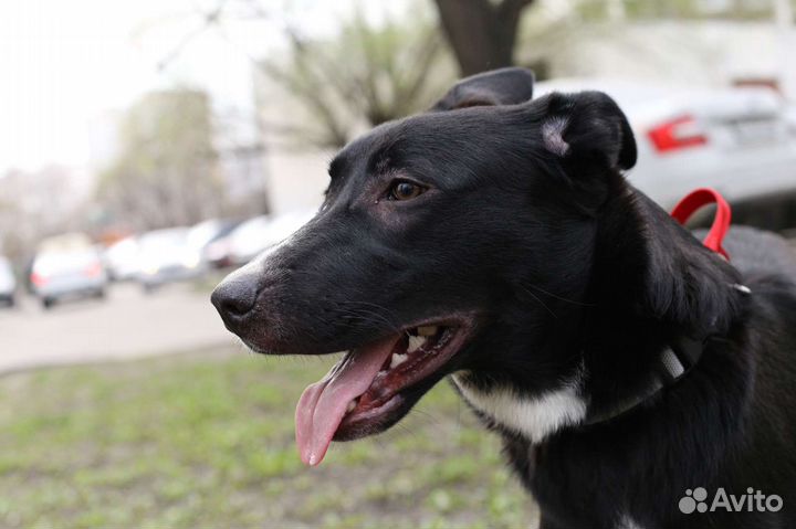 Собака в добрые руки