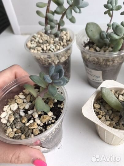 Суккуленты