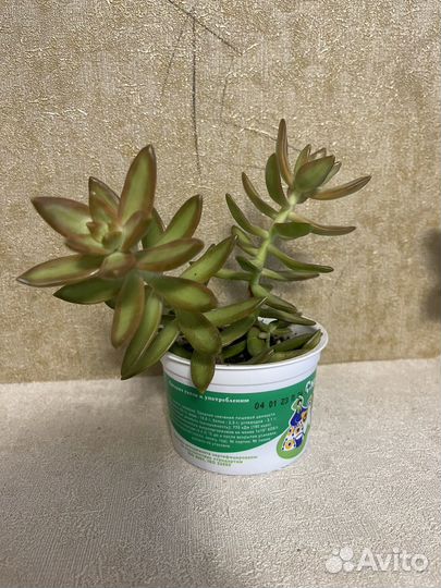 Суккуленты