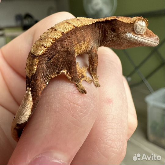 Геккон Бананоед реснитчатый