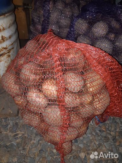 Картофель, ручной копки