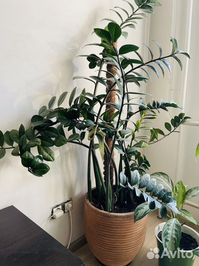 Замиокулькас долларовое дерево