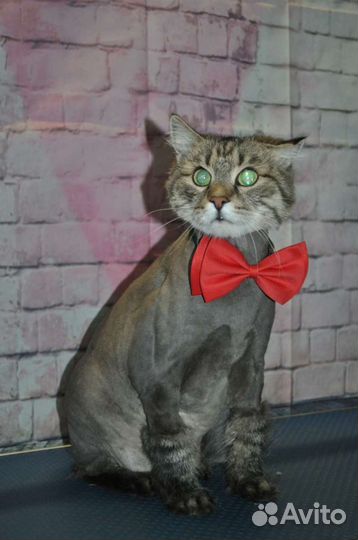 Стрижка, мытье, вычес котов, кошек без наркоза