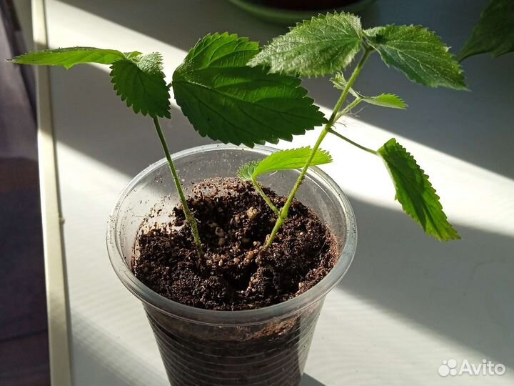 Акалифа лисий хвост