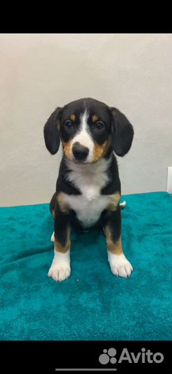 Изумительная малышка энтлебухера зенненхунда