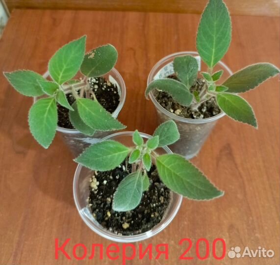 Черенки растений