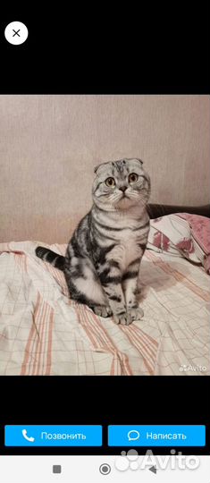 Котята шотландцы