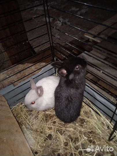 Карликовый кролик