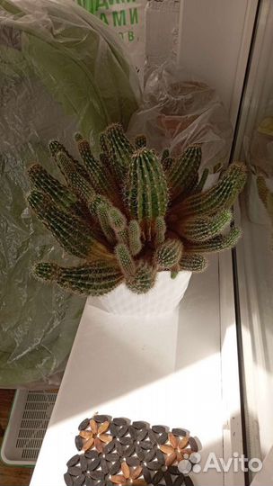 Продам кактус