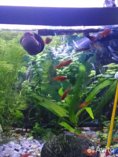 Аквариумное растение