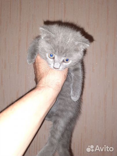 Британская вислоухая кошка