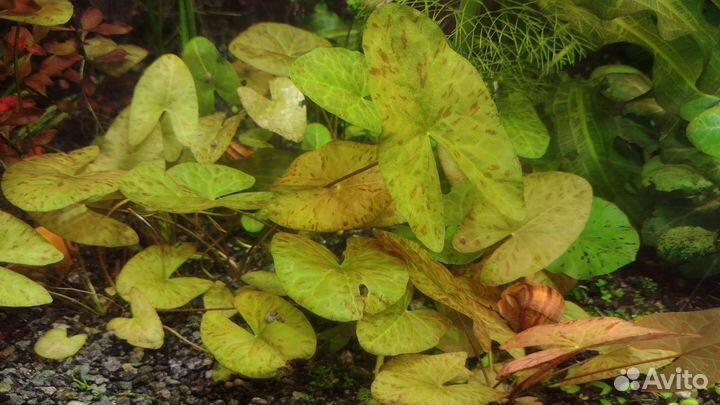 Растения для аквариума