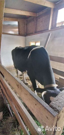 Корова дойная