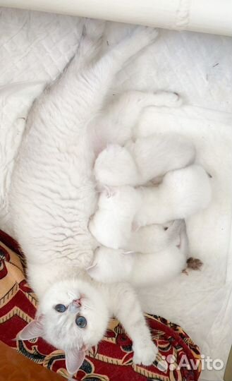 Британские котята серебристая шиншилла ns1133