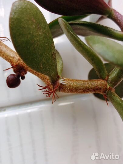 Крассула толстянка бесплатно