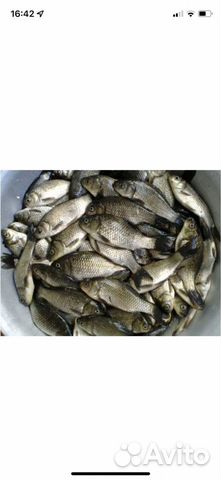 Карась - живец. Для рыбалки и зарыбления