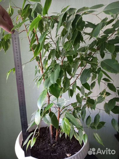 Фикус бенджамина пестролистный