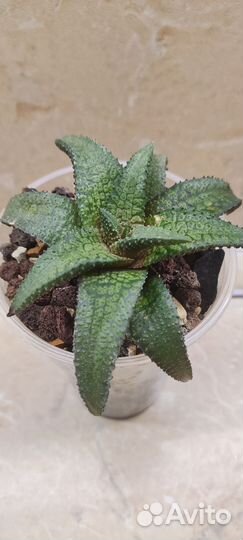 Хавортия Коельманиорум (Haworthia Koelmaniorum)