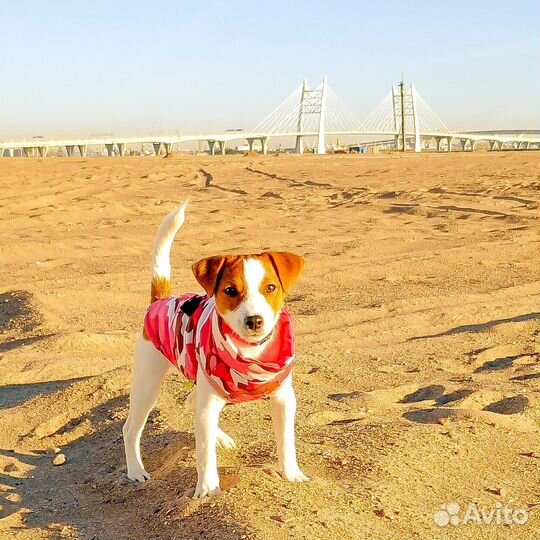 Собака для фотосессии