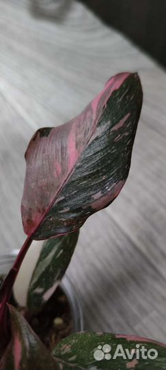 Филодендроны