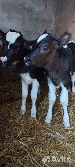 Продам телят