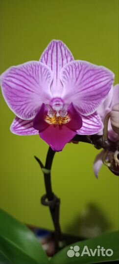 Орхидея фаленопсис мини Сого Вивьен