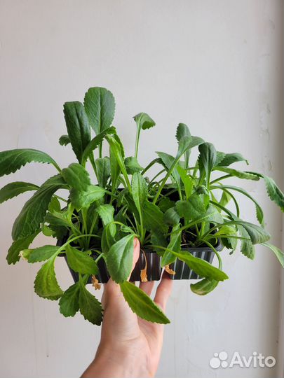 Рассада однолетних, многолетних цветов, злаков