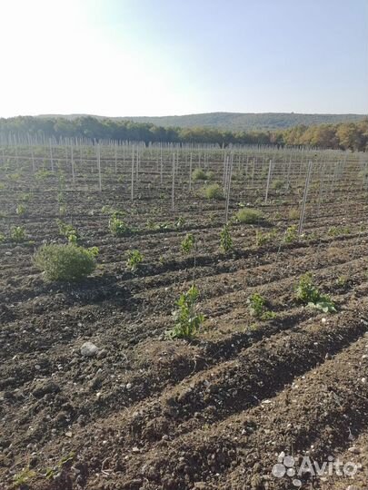 Сельхоз работы