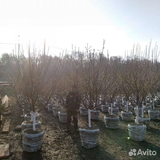 Деревья крупномеры плодовые