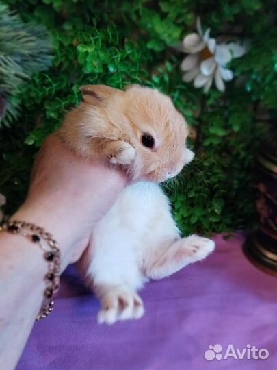 Карликовые кролики. Мини. Домашнее содержание