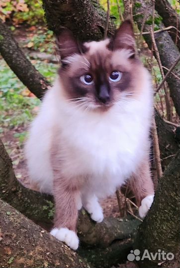 Красивая Кошечка