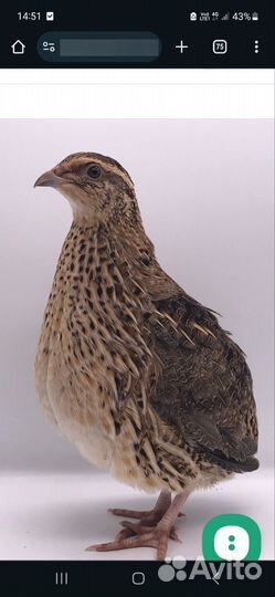 Домашняя птица перепела