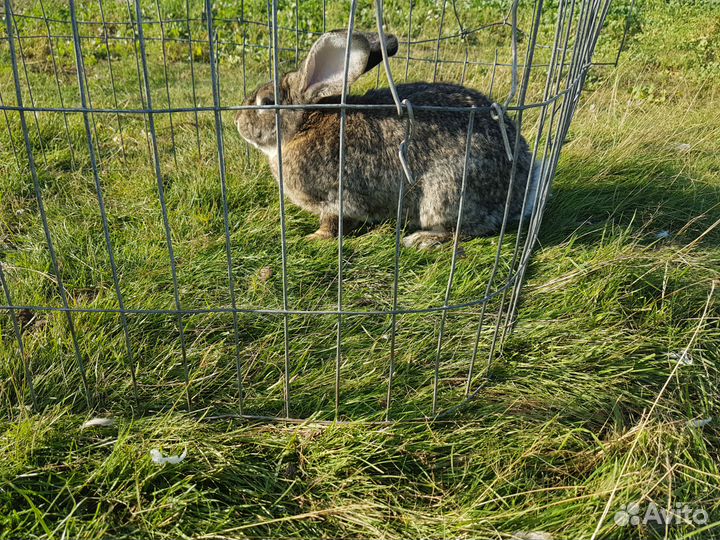 Кролики крупные на разведение, мясо
