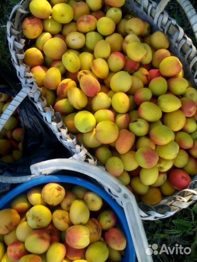 Продаю саженцы плодово-ягодных