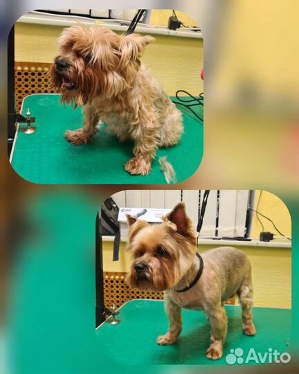 Стрижка йорки пекинесы метисы