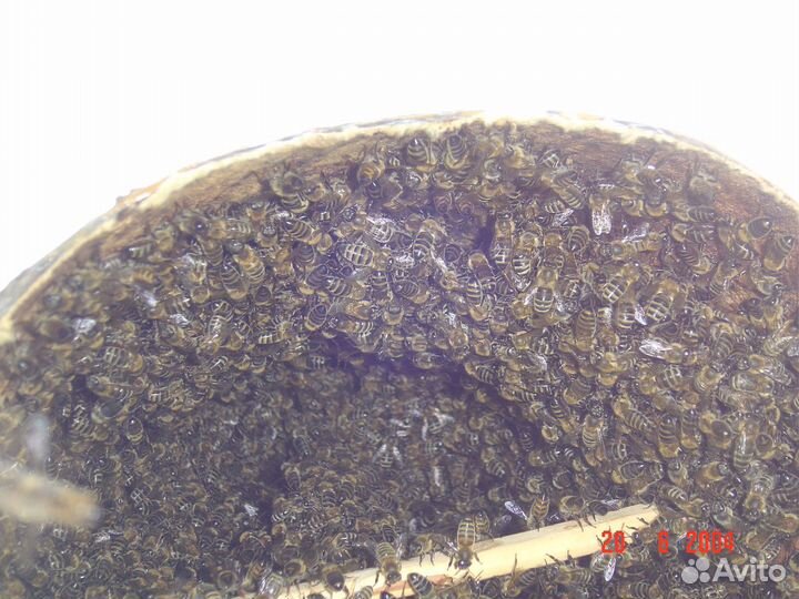 Пчёлы рои пчелопакеты развитые семьи с ульями