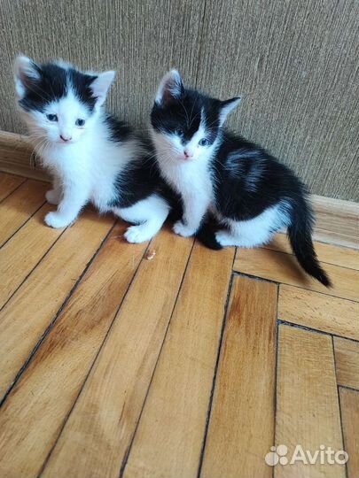 Кошки в добрые руки бесплатно