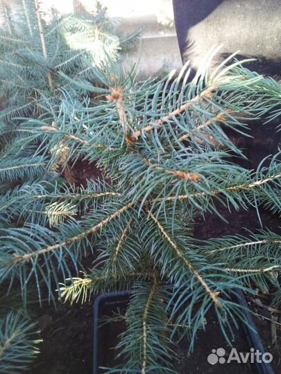 Ель колючая голубая, Ель голубая Санта фе