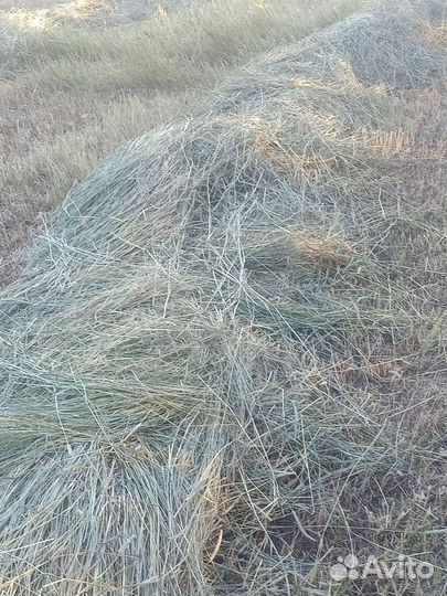 Сено Луговое в тюках 2023