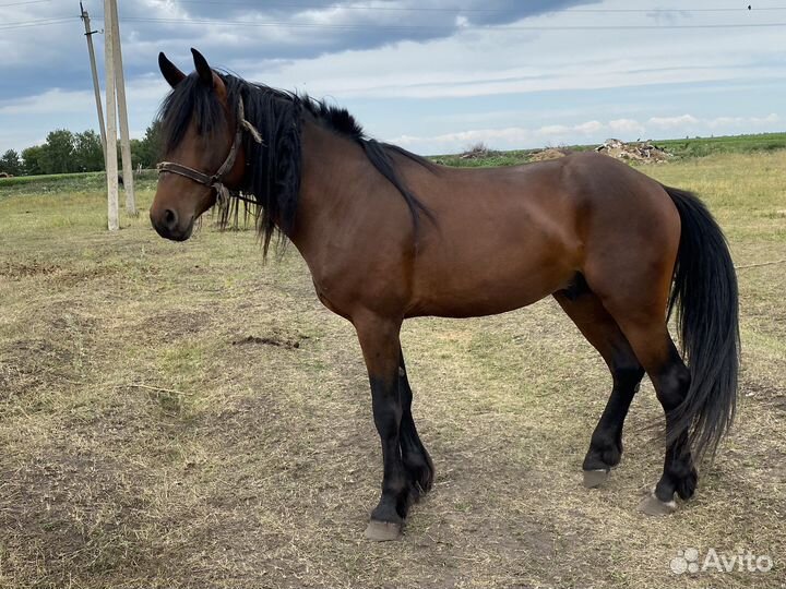 Лошади жеребец