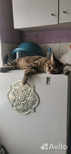 Европейская