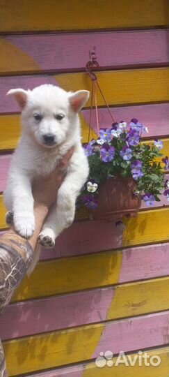 Белые волчата